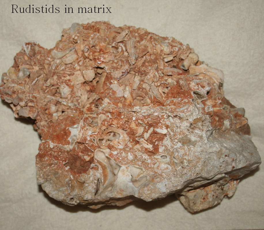 Texas Bulk Fossils - Bulk fossils